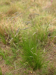 Harpochloa falx