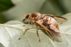 Goniops chrysocoma