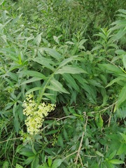 Cestrum parqui