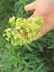 Cestrum parqui