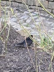 Turdus merula