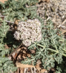 Lomatium nevadense