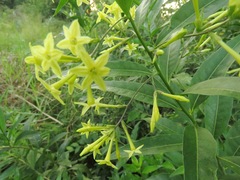 Cestrum parqui