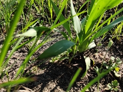 Eryngium yuccifolium