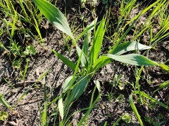 Eryngium yuccifolium