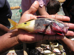 Parupeneus barberinoides