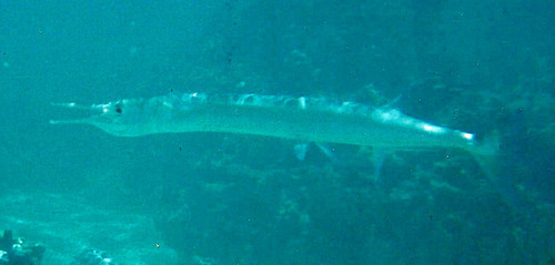 Houndfish, photo 8 of 9