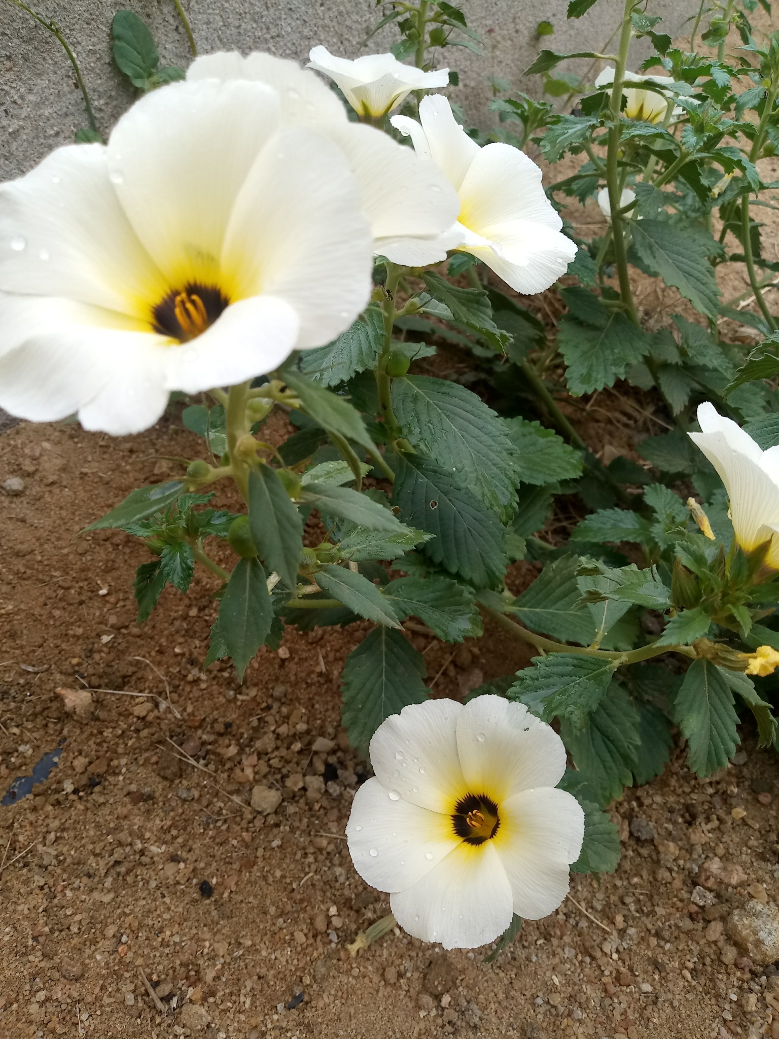 Turnera subulata