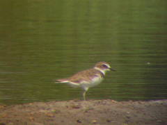 Charadrius javanicus