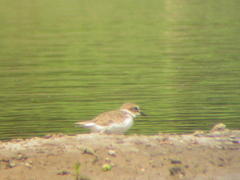 Charadrius javanicus