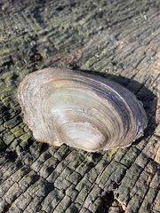 Anodonta anatina