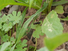Adurgoa gonagra