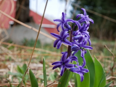 Hyacinthus