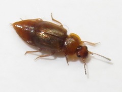 Anthobium unicolor