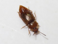 Anthobium unicolor