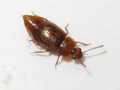 Anthobium unicolor