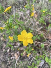 Kerria japonica