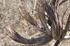 Tillandsia circinnatioides