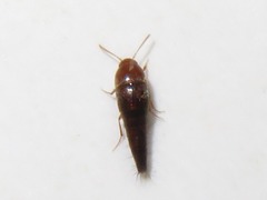 Sepedophilus nigripennis