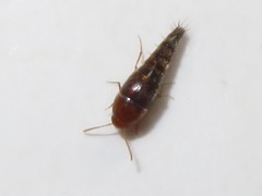 Sepedophilus nigripennis
