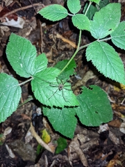 Forsteropsalis marplesi