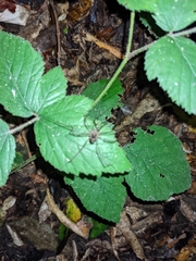 Forsteropsalis marplesi