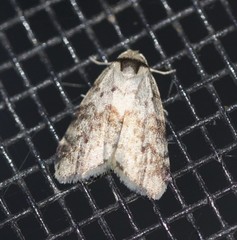 Thallarcha leptographa