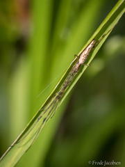 Tetragnatha versicolor
