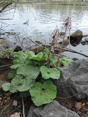 Petasites hybridus