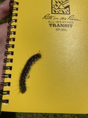 Malacosoma constricta