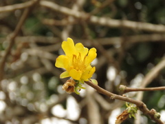 Leuenbergeria guamacho