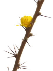 Leuenbergeria guamacho