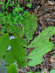Periclista marginicollis