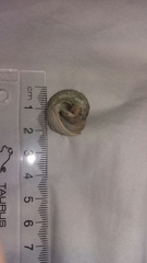 Amphibola crenata