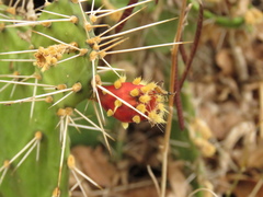 Opuntia caracassana