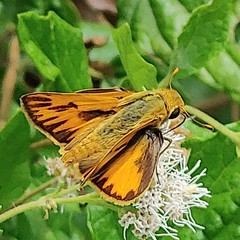 Hylephila phyleus
