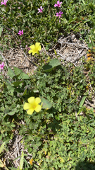Oxalis pes-caprae
