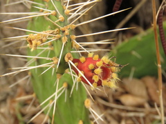 Opuntia caracassana