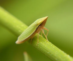 Draeculacephala constricta