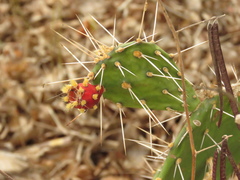 Opuntia caracassana