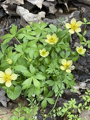Trollius laxus laxus