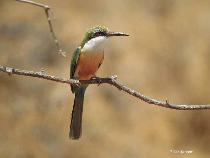 Somali Bee-Eater