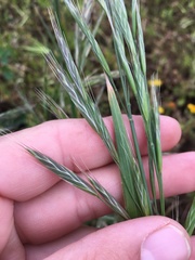 Bromus arizonicus