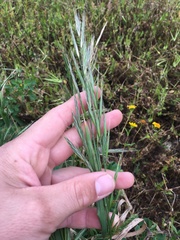 Bromus arizonicus