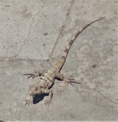 Ctenosaura similis