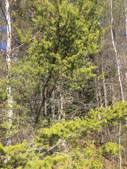 Pinus banksiana image