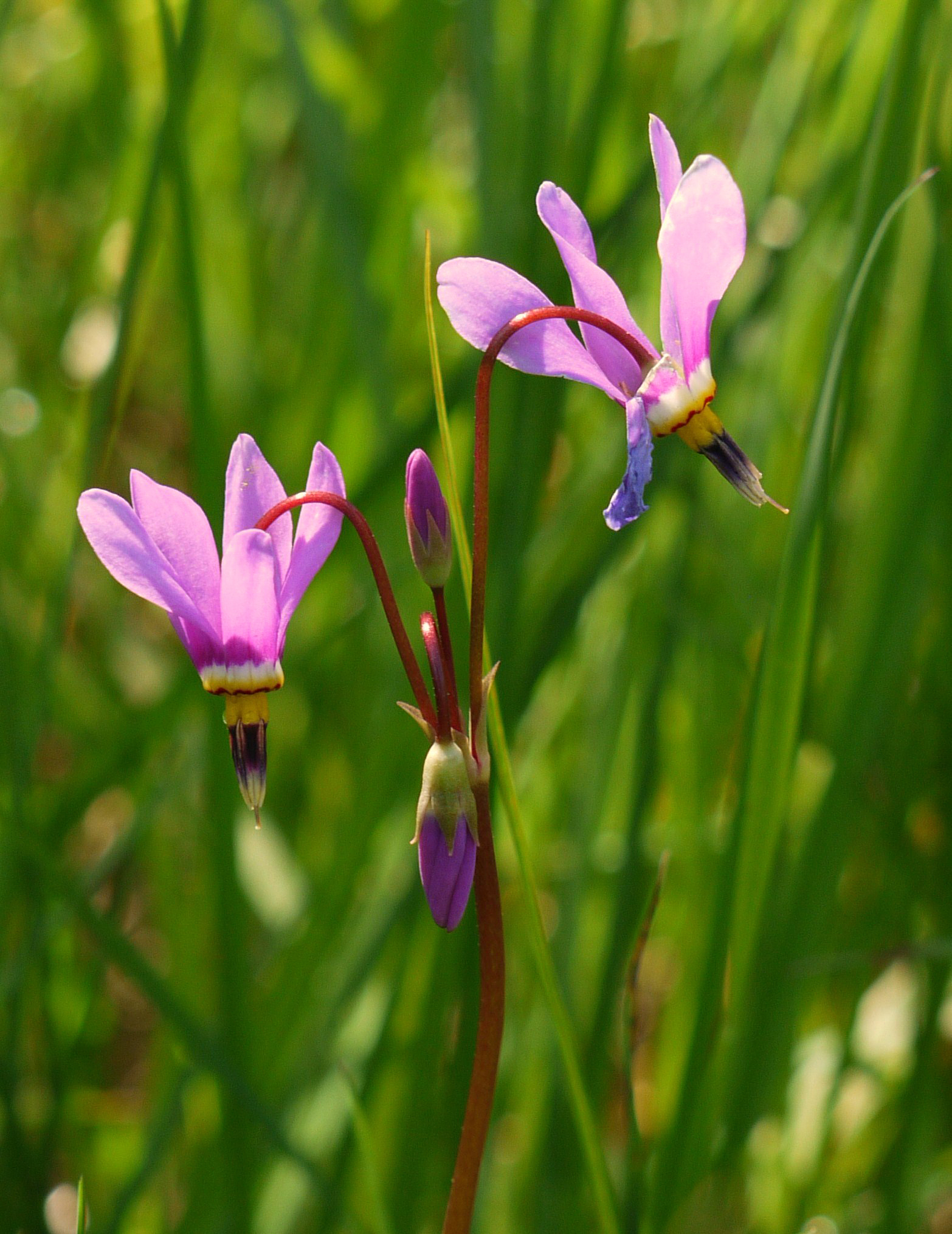 Primula pauciflora var. macrocarpa