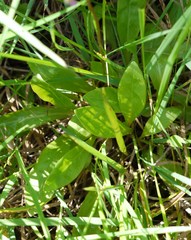 Primula pauciflora macrocarpa