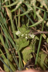Stachys ocymastrum