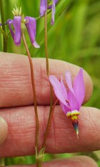 Primula pauciflora macrocarpa